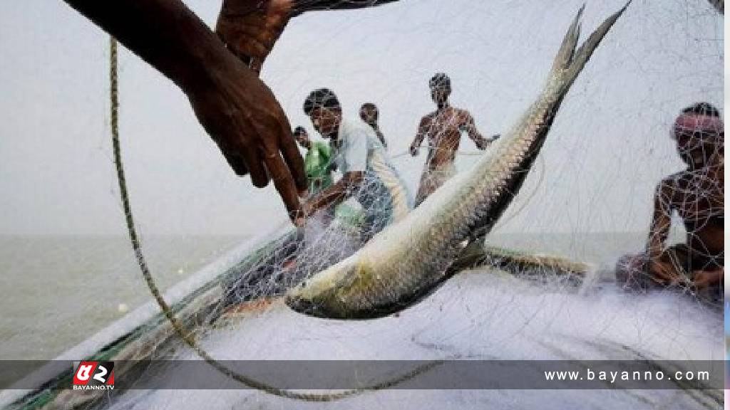 বুধবার মধ্যরাত থেকে ইলিশ ধরা নিষিদ্ধ