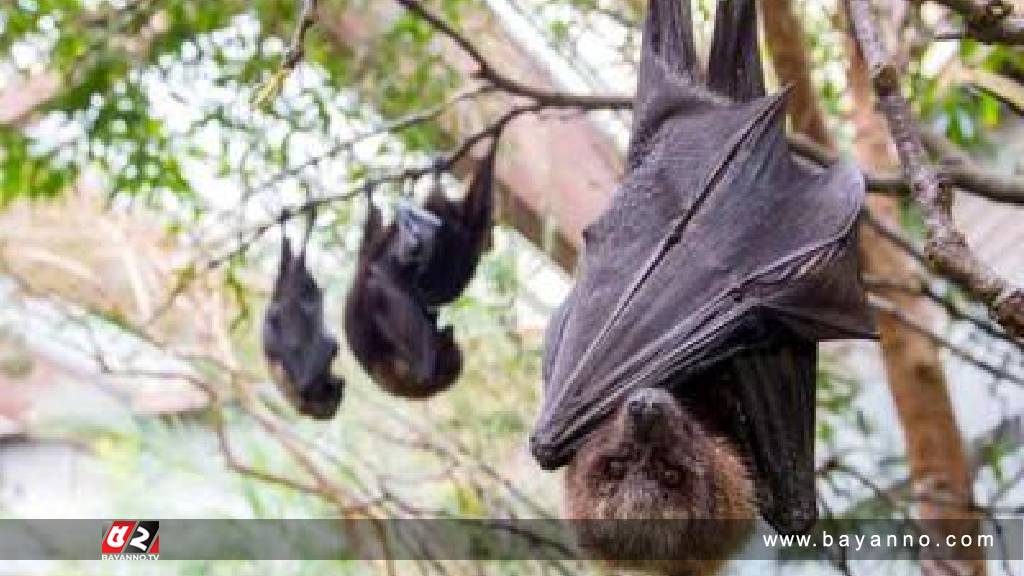 চীনে করোনার মতো আরেক ভাইরাসের ছড়িয়ে পড়ার শঙ্কা