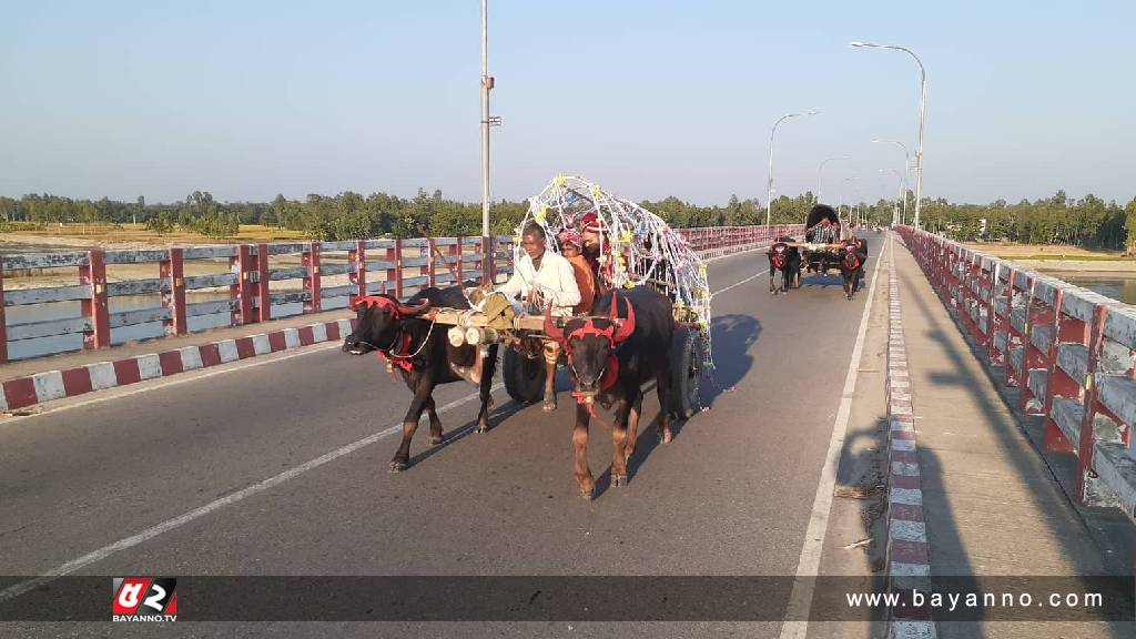 বাপ-দাদার ঐতিহ্য ধরে রাখতে মহিষের গাড়ীতে বিয়ে