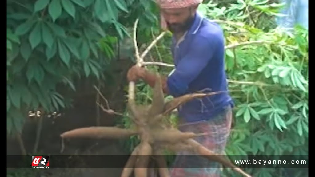 ভাতের বিকল্প হতে পারে কাসাভা