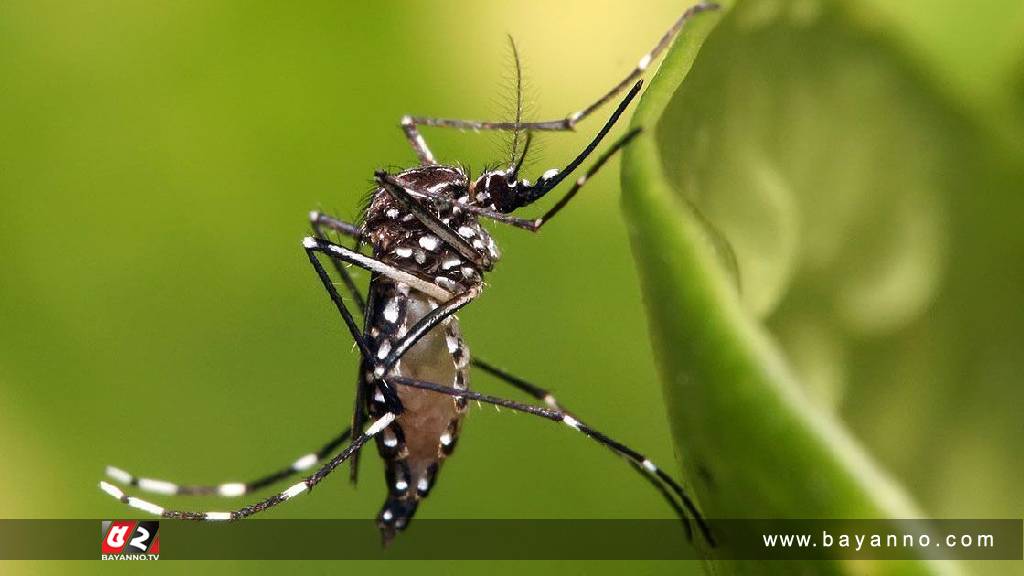 ডেঙ্গুতে আরও তিনজনের মৃত্যু, হাসপাতালে ২৬৫