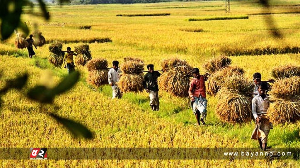 আমন ধান ও চাল সংগ্রহে সরকারের ১৭ নির্দেশনা