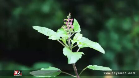 কোলেস্টেরল