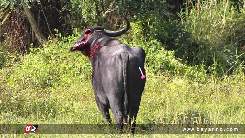 পাগলা মহিষের শিঙের গুতায় ৩ জনের মৃত্যু