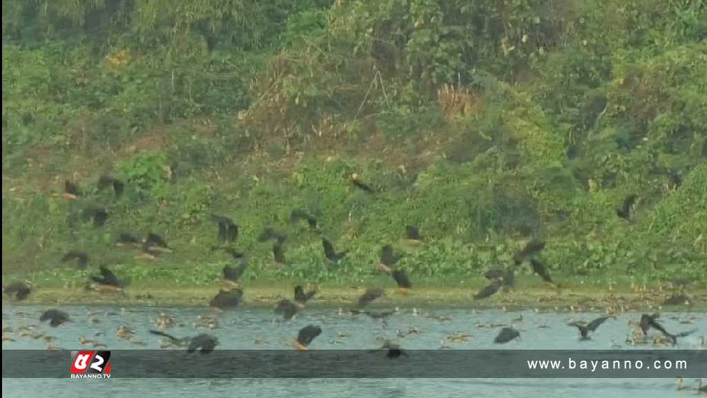 পাখির কলতানে মুখরিত ফেনীর দিঘিগুলো