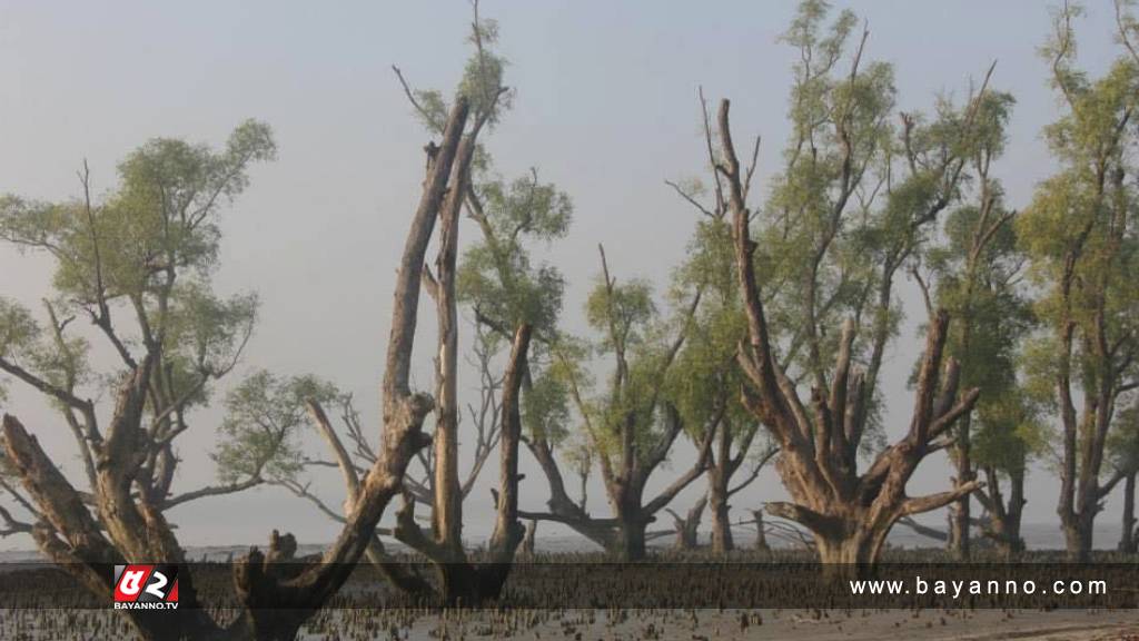 আজ ‘সুন্দরবন দিবস’