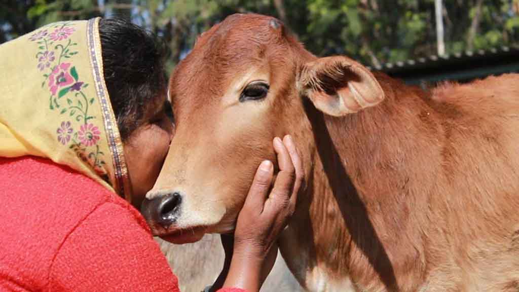 ভালোবাসা দিবস ‘গো-আলিঙ্গন দিবস’ হিসেবে পালনের আহ্বান