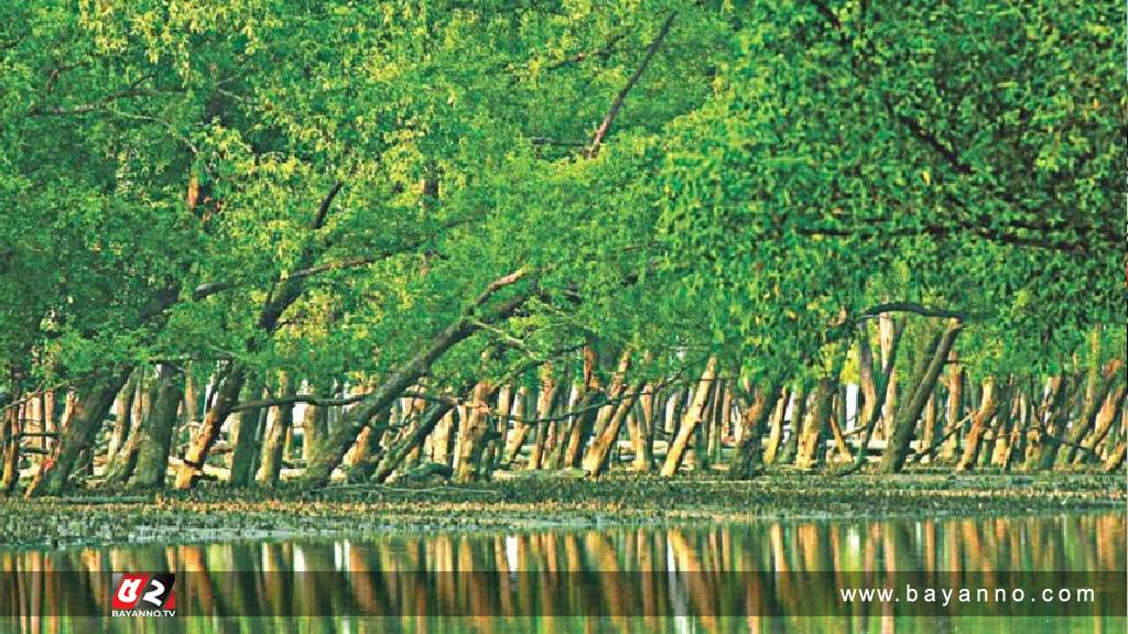 কাঁকড়া শিকারে গিয়ে বাঘের আক্রমণে জেলে আহত