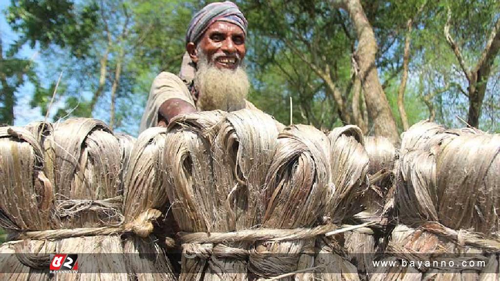 ভারতকে টপকে পাট উৎপাদনে শীর্ষে বাংলাদেশ