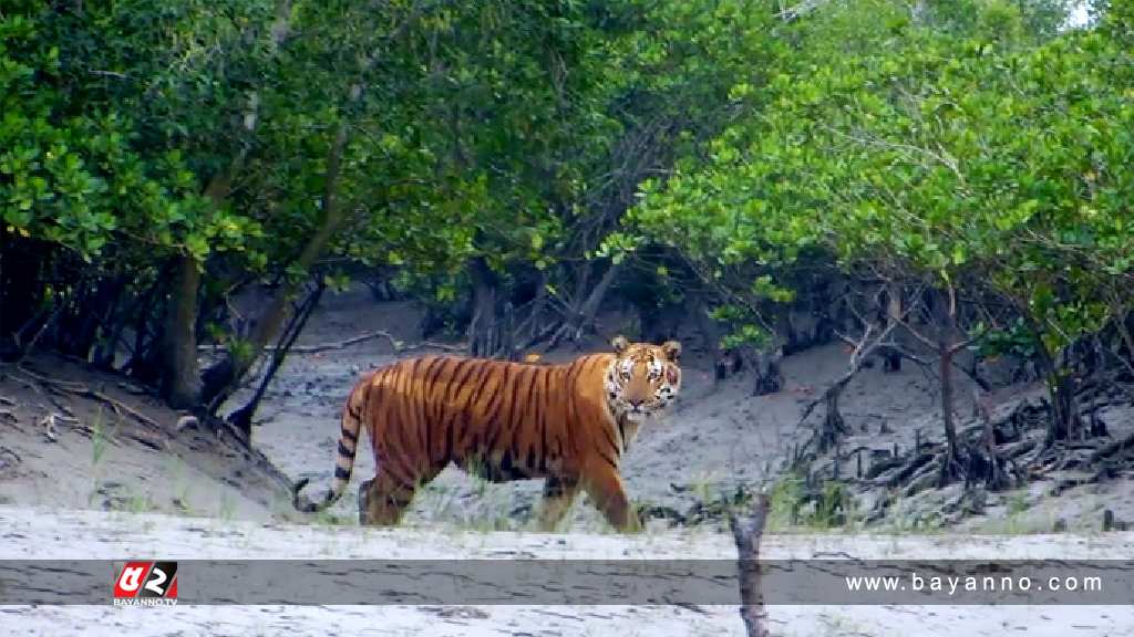 আন্তর্জাতিক বন দিবস আজ