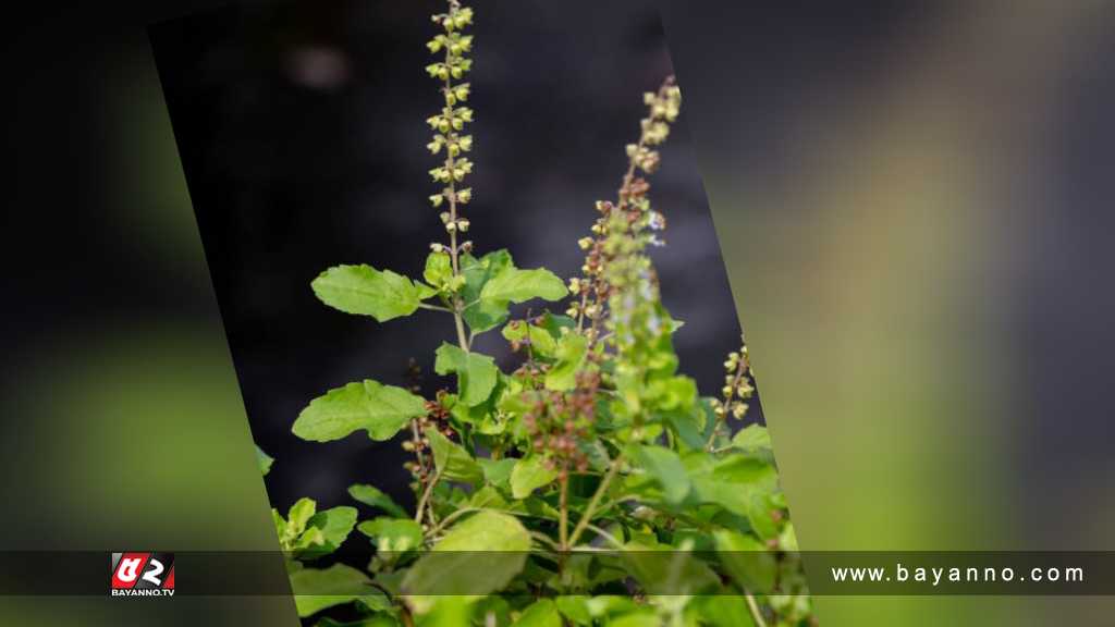 ডায়াবেটিস নিয়ন্ত্রণ করবে যে পাতা