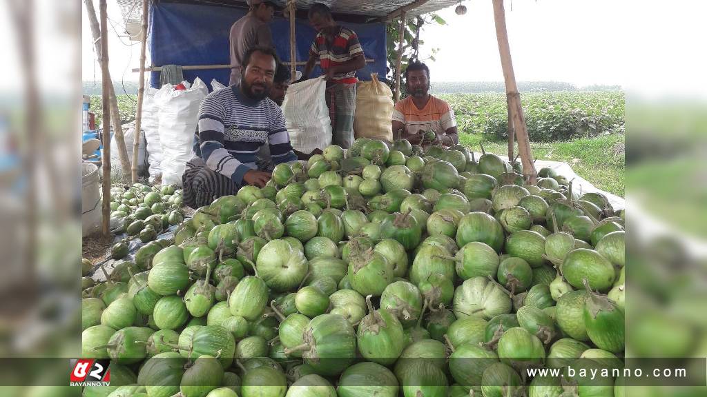 দুর্গম যমুনার চরে বেগুন চাষে সফলতা পাঁচ বন্ধুর