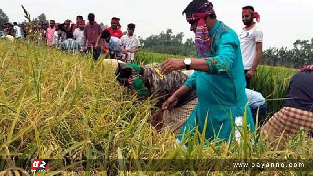 অসহায় বিধবার ধান কাটা-মাড়াই করলেন আওয়ামীলীগ নেতাকর্মীরা