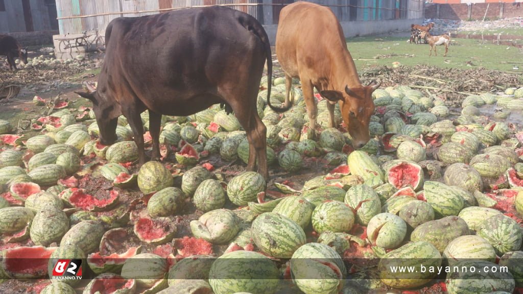 বরিশালে তরমুজের দাম না পাওয়ায় গরুকে খাওয়াচ্ছে