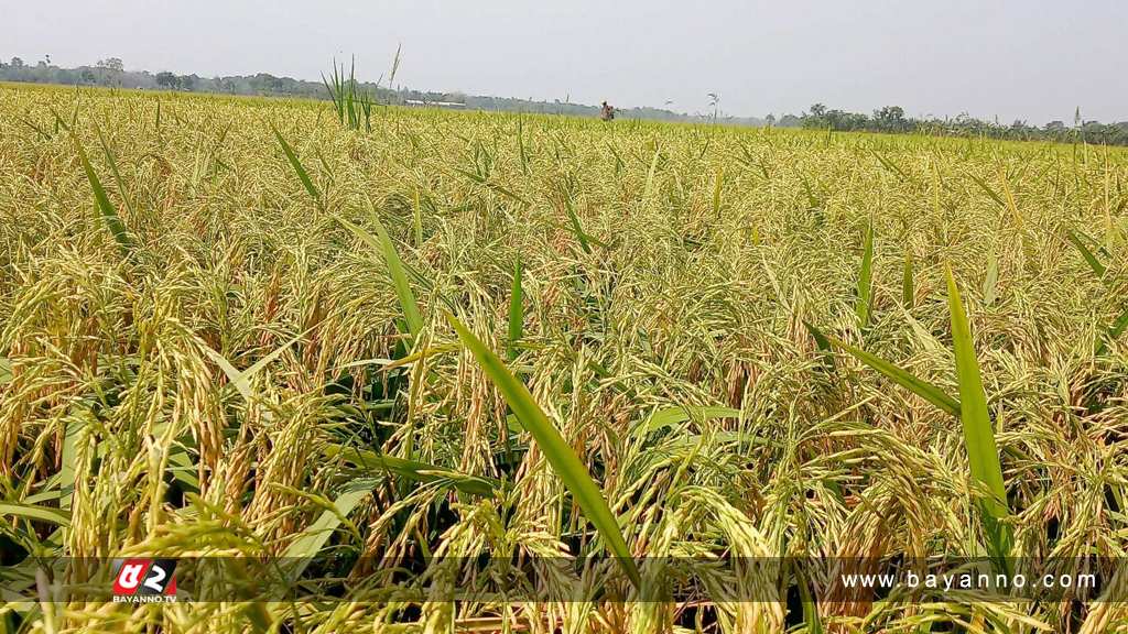 হাওরে কাটা হয়েছে ৭০ শতাংশ বোরো ধান: কৃষি মন্ত্রণালয়