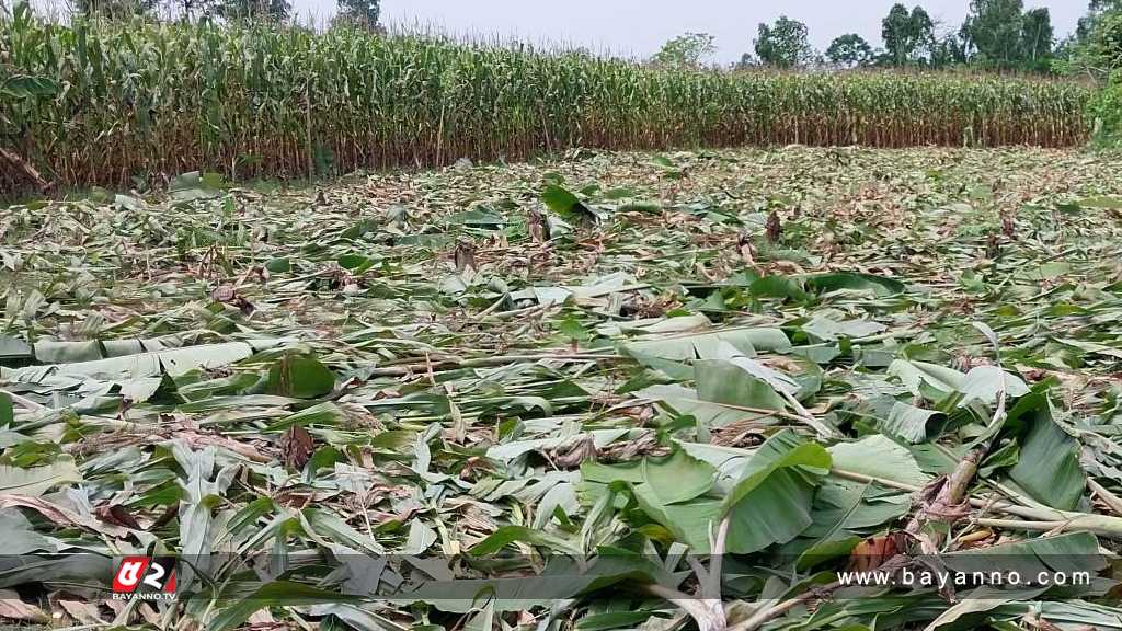 জমি নিয়ে বিরোধ, সাড়ে পাঁচ শতাধিক কলাগাছ কেটে ফেলেছে দুষ্কৃতিকারীরা