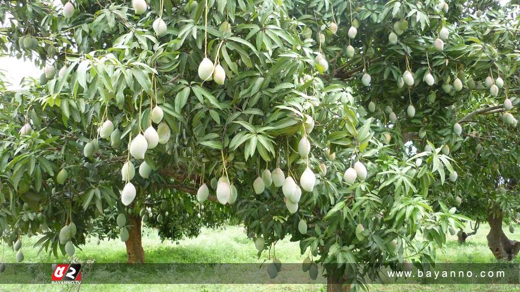 লিচুর রাজ্যে আমের বাম্পার ফলন