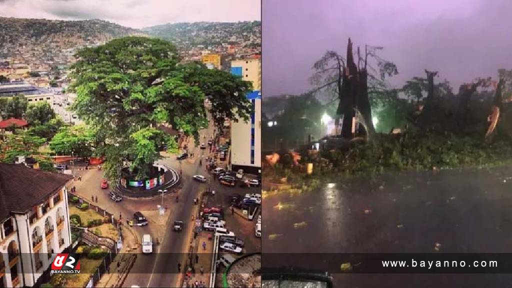 ‘তুলা গাছ’ ভেঙে যাওয়ায় পুরো জাতি মর্মাহত