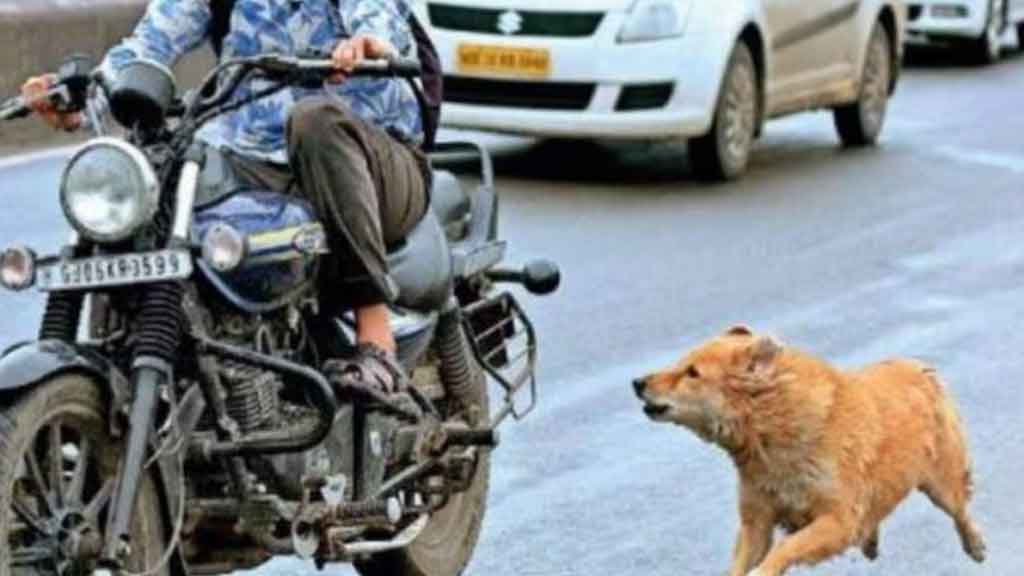 কুকুর যে কারণে সাইকেল বা বাইকের পেছনে তাড়া করে