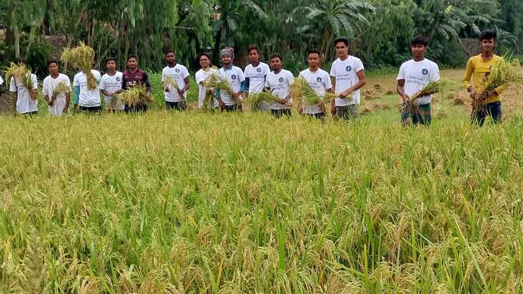 ফুলবাড়ীতে গরীব কৃষকদের ধান কেটে দিলো ছাত্রলীগ