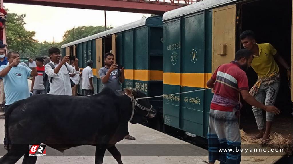 আমের ট্রেনে কোরবানির গরু