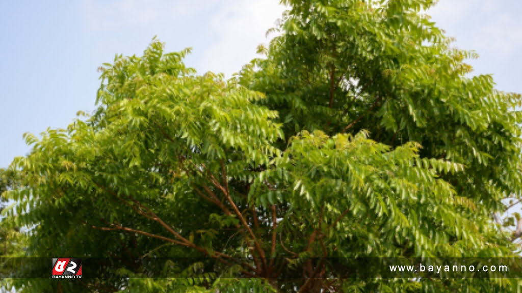 আইফোন না পেয়ে গাছের ডালে তরুণ