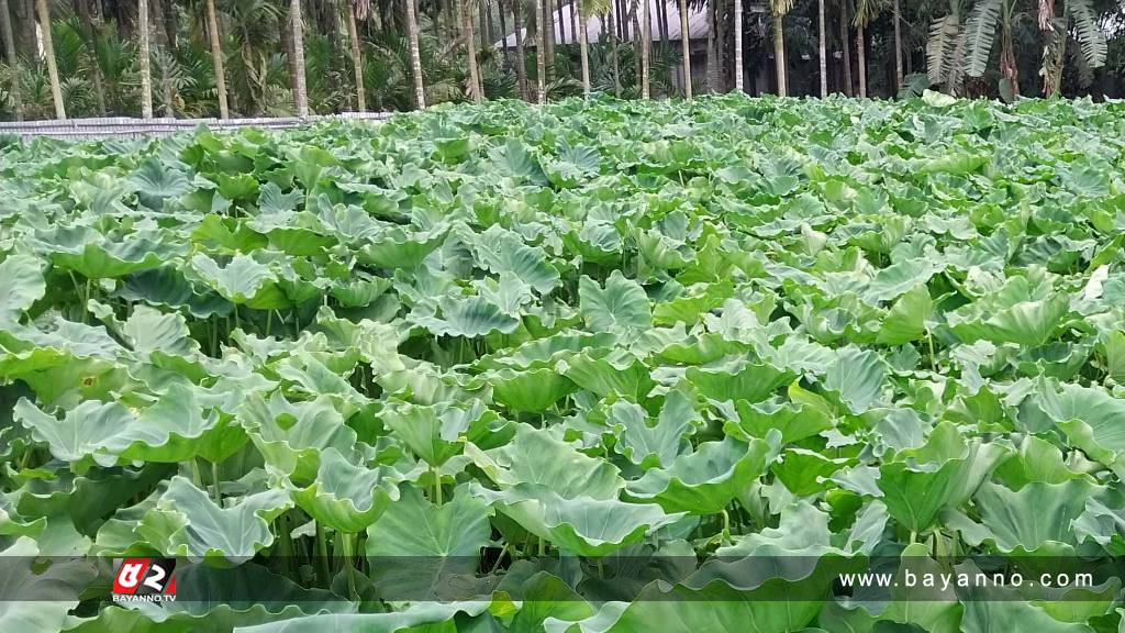 ফুলবাড়ীতে কচুরমুখি চাষে লাভজনক হওয়ায় আগ্রহ বেড়েছে চাষিদের