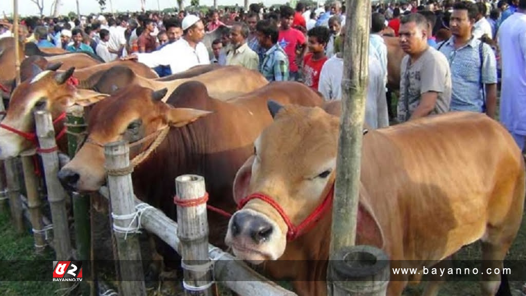 বৃষ্টিতে রাজধানীতে কমছে গরুর দাম