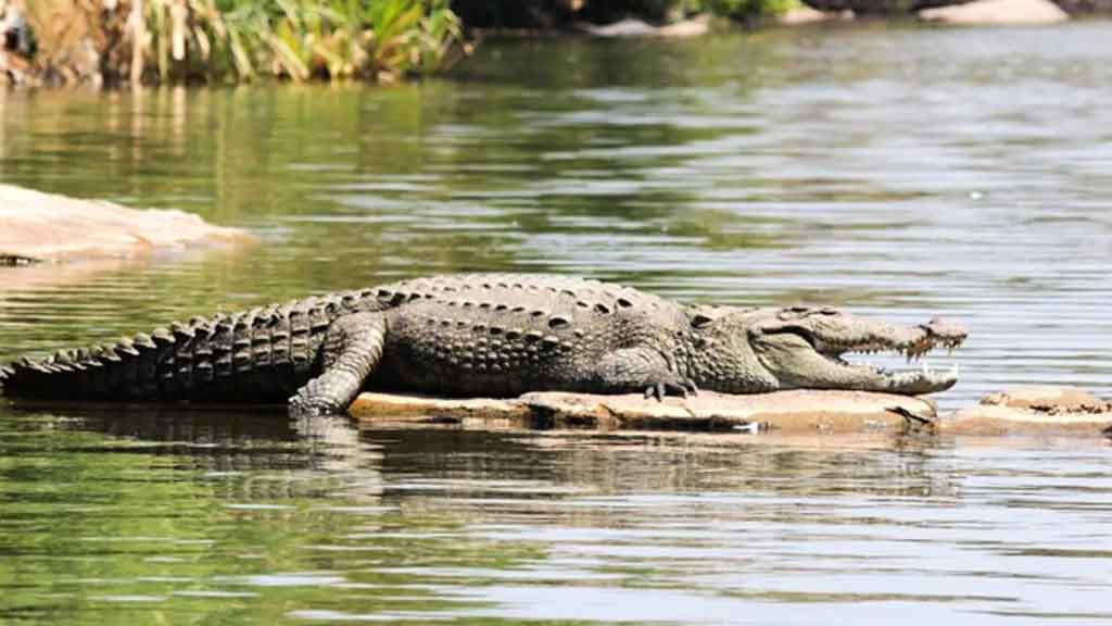 প্রেমের ‘অপরাধে’ যুগলকে হত্যা করে কুমিরের নদীতে ফেলে দিলো পরিবার