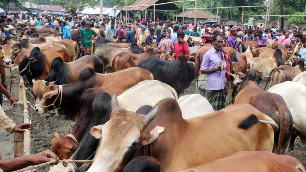 গাইবান্ধায় জমে উঠেছে কোরবানির পশুর হাট