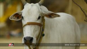 ঈদের দ্বিতীয় দিনেও রাজধানীতে চলছে পশু কোরবানি