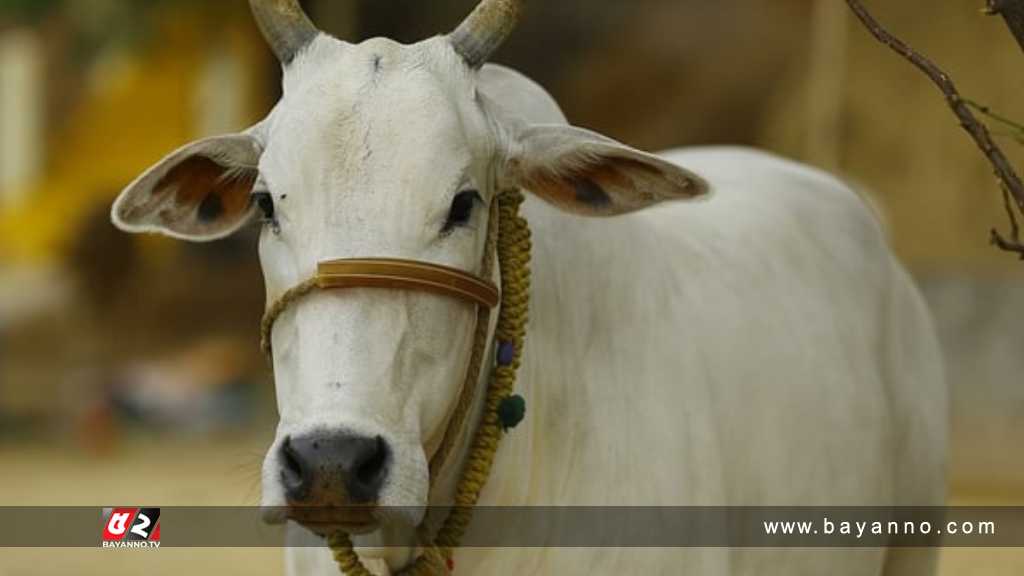 দেশে গরু আমদানি চেয়ে হাইকোর্টে রিট