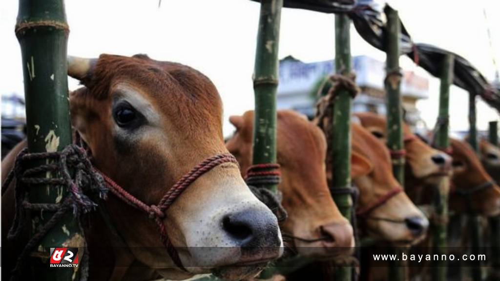 চাহিদার চেয়ে প্রস্তুত আছে ২১ লাখেরও বেশি পশু