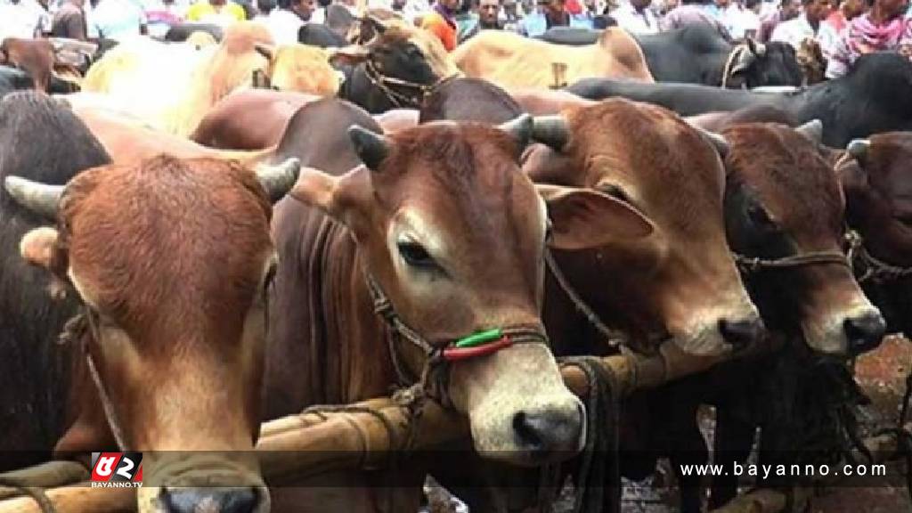 ক্রেতা-বিক্রেতার পদচারণায় মুখর কুরবানির পশুর হাট