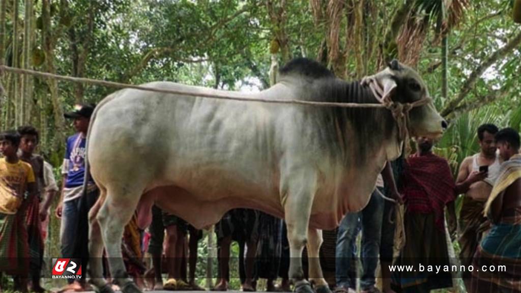 প্রধানমন্ত্রীকে কোরবানির গরু উপহার দিলেন কৃষক দম্পতি