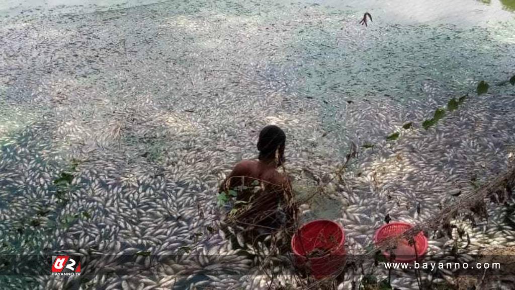 পুকুরে বিষপ্রয়োগ : ২০ লাখ টাকার মাছ নিধনের অভিযোগ