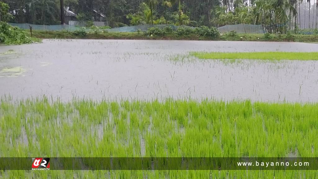 ফুলবাড়ীতে ৩৬ মিলিমিটার বৃষ্টি রেকর্ড, বন্যার পূর্বাভাস