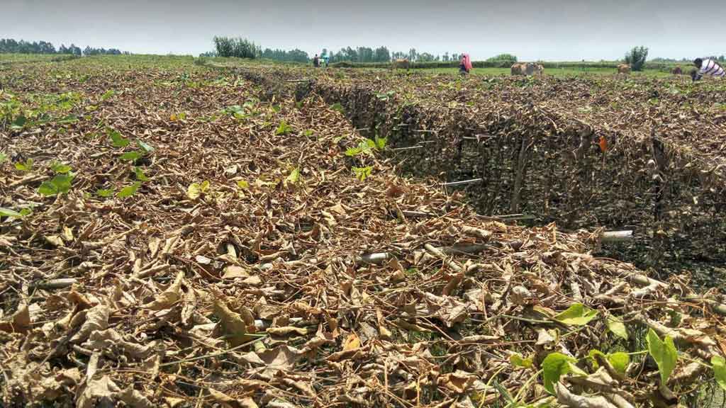 কুড়িগ্রামে ১৪৫ হেক্টর জমির ফসল বন্যার পানিতে নিমজ্জিত