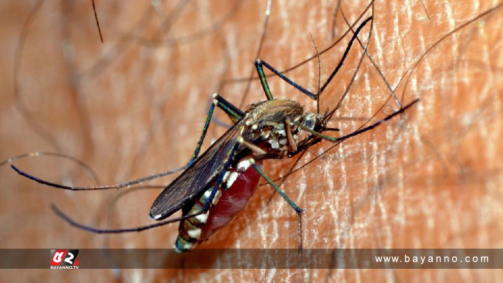 ২৪ ঘণ্টায় ডেঙ্গুতে ৪ জনের মৃত্যু, হাসপাতালে ৪৩৬