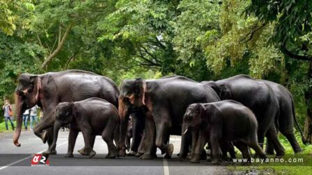 বিয়ের অনুষ্ঠানে হাতির পাল