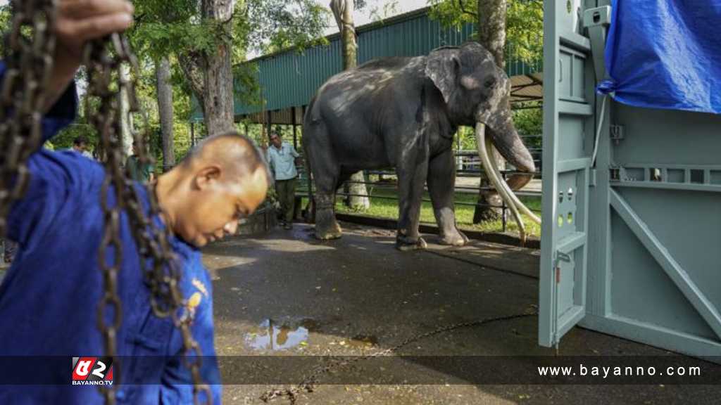 শ্রীলঙ্কাকে উপহার দেয়া হাতিটি ফিরিয়ে নিয়েছে থাইল্যান্ড