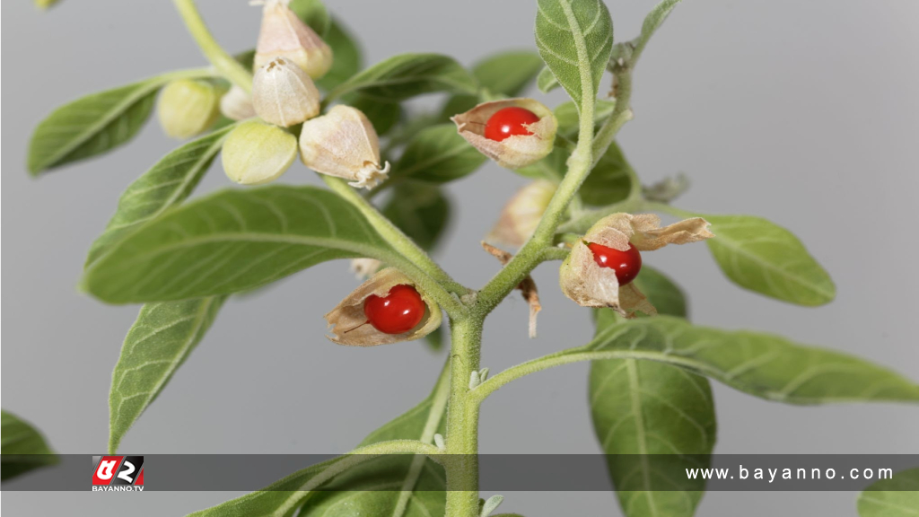 বাবা হতে ইচ্ছুক পুরুষদের পরম বন্ধু অশ্বগন্ধা