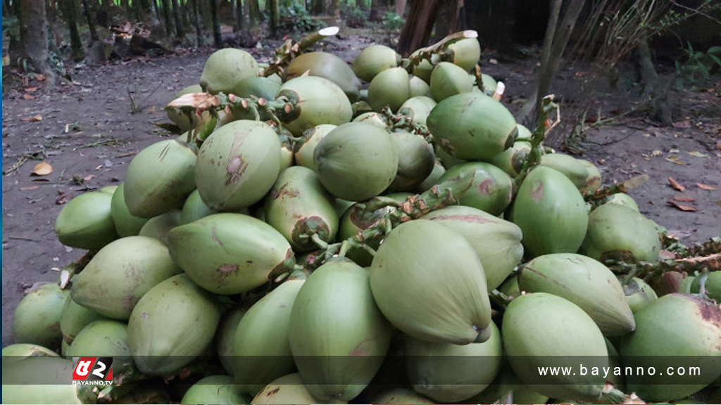 ডেঙ্গু রোগীদের জিম্মি করে ডাবের দাম বাড়ালো সিন্ডিকেট