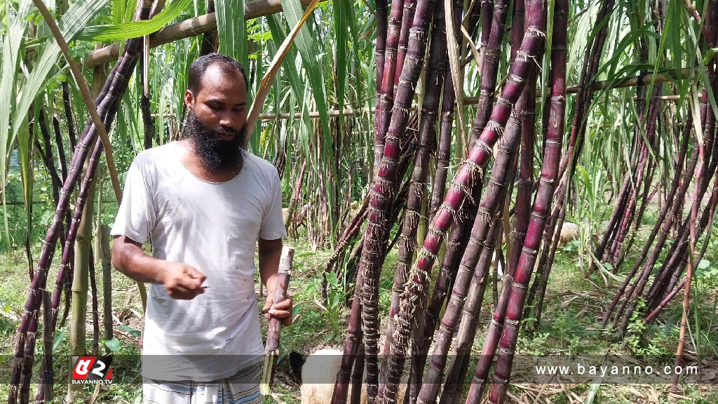 ফুলবাড়ীতে প্রথম কালো জাতের আখ চাষে সফল তরুণ উদ্যোক্তা