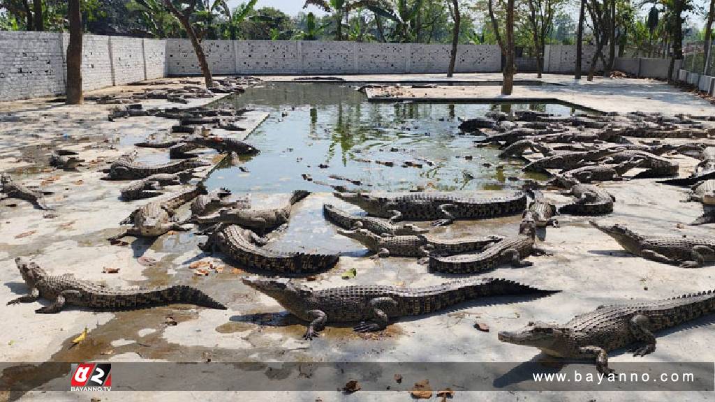 বিক্রি হয়ে গেল পিকে হালদারের কুমির ফার্ম