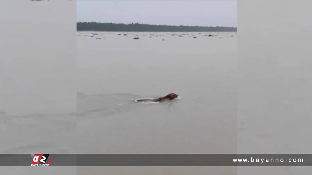 সুন্দরবনে বাঘকে সাঁতার কাটতে দেখলেন পর্যটকরা