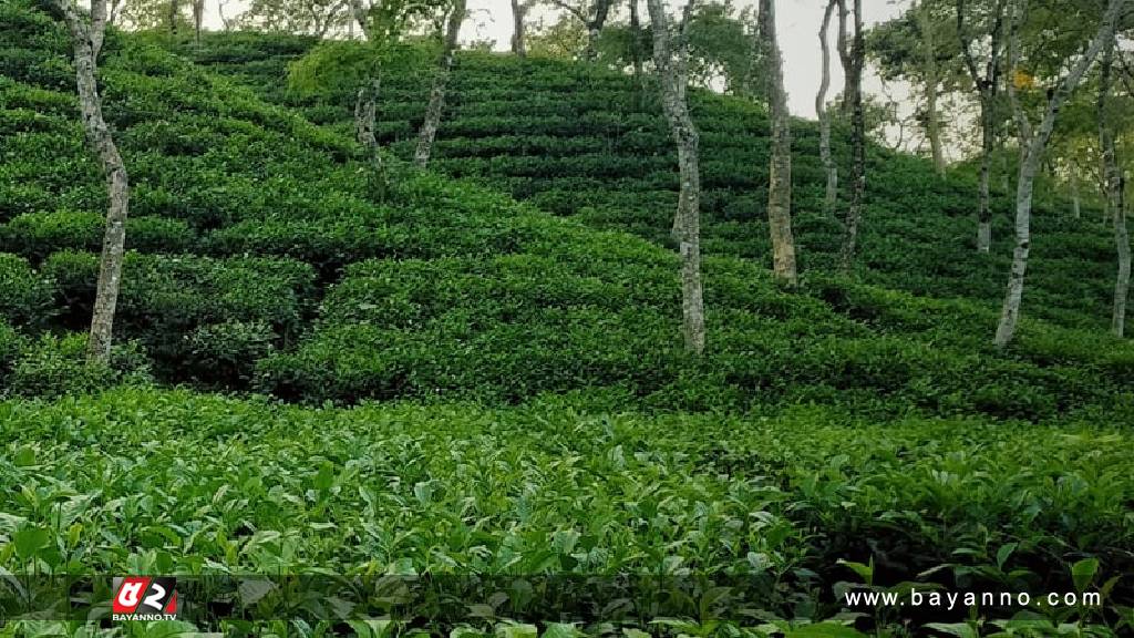 প্রথমবারের মতো দেশে অনলাইনে চা নিলাম