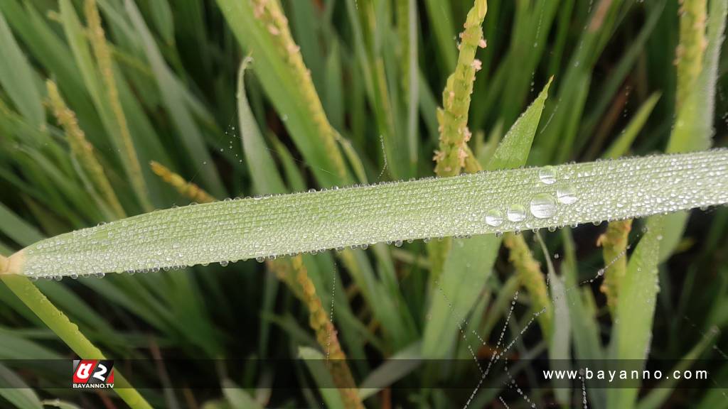 শীতের আগমন বার্তা, পড়ছে কুয়াশা