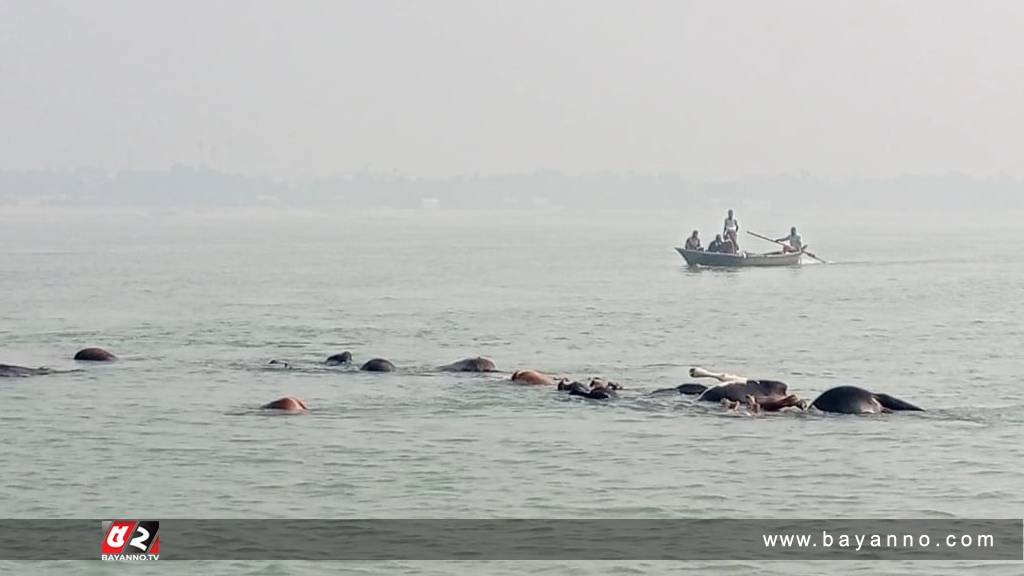 পদ্মায় ৬৩টি গরুসহ ট্রলার ডুবি, মামা ভাগ্নে নিখোঁজ