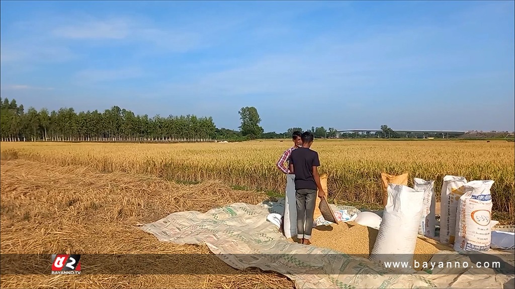 জগন্নাথপুরে আমনের বাম্পার ফলন, ভালো দামের প্রত্যাশা কৃষকের